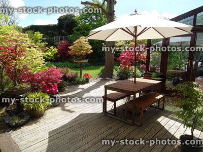 Stock image of timber decking, garden table with parasol, UPVC conservatory, maples