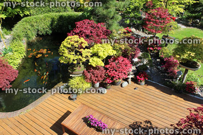 Stock image of contemporary Japanese garden, koi pond, maples, decking, bonsai