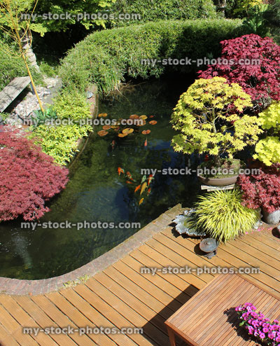 Stock image of koi pond with garden decking and Japanese maples