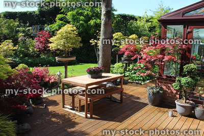 Stock image of garden decking / table, wood furniture, maples and conservatory