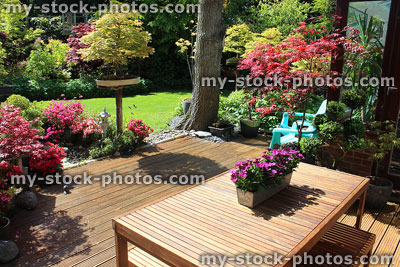 Stock image of back garden with decking, wooden table, azalea flowers, maple trees