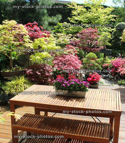 Stock image of oriental garden, Japanese maples, wooden furniture, table / benches