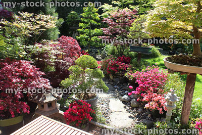 Stock image of Japanese garden with acers (maples), azaleas, cloud trees, bonsai