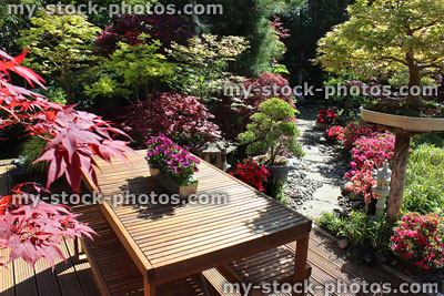 Stock image of teak wood table in Japanese garden with maples