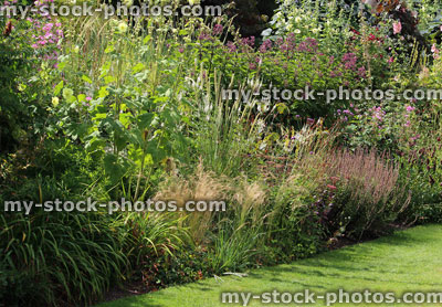 Stock image of sunny, summer herbaceous flower border, garden lawn, hollyhock flowers, ornamental grasses