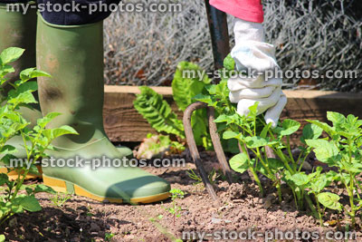Stock image of gardener using old fork to dig vegetable garden