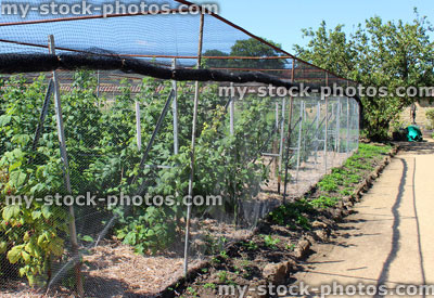 Stock image of raspberry plants / raspberries in fruit cage, walled ornamental kitchen garden