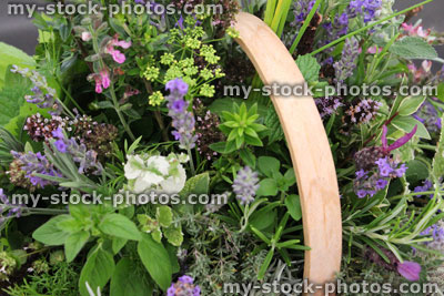 Stock image of basket of garden herbs, mint, sage, rosemary, lavender, thyme, fennel