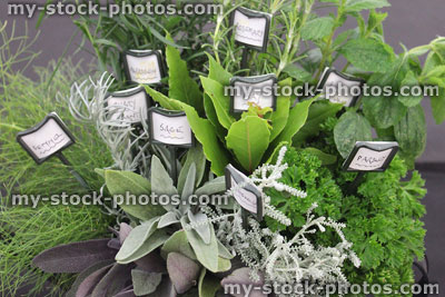 Stock image of garden herbs, fennel, curry plant, bay, purple sage, parsley, lemon balm, rosemany, tarragon
