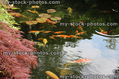 Stock image of large garden pond with koi carp and goldfish