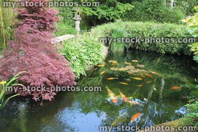 Stock image of landscaped pond in Japanese garden with koi carp