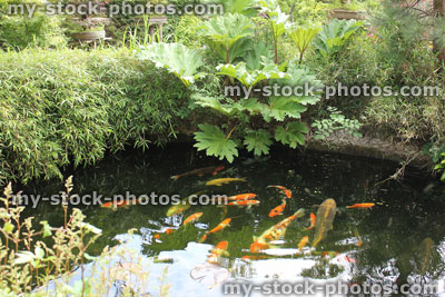 Stock image of large koi carp in pond, feeding on surface