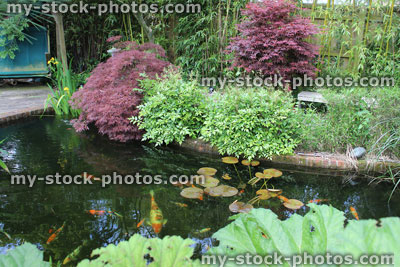 Stock image of landscaped garden pond with koi carp, golf fish, bog plants