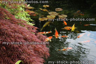 Stock image of large koi carp feeding in Japanese garden pond