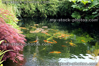 Stock image of garden pond with koi carp, golf fish, plants