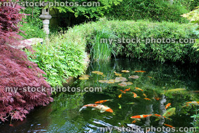 Stock image of large koi carp feeding in Japanese garden pond