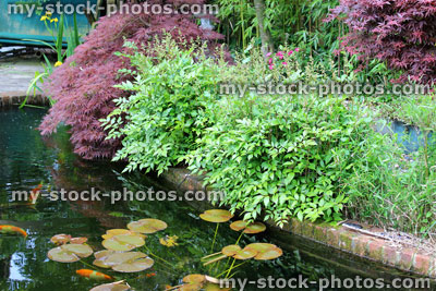 Stock image of raised pond with water lilies, astilbes, goldfish and koi carp