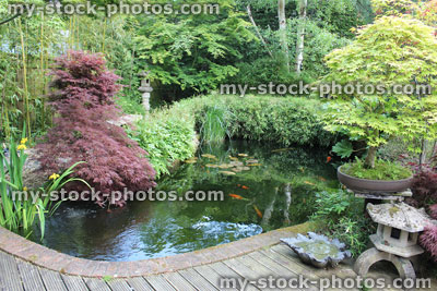 Stock image of Japanese garden with large koi pond, lantern, bamboo, maples, bonsai