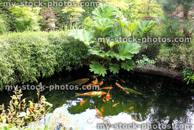 Stock image of large koi carp feeding in Japanese garden pond