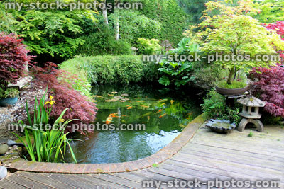 Stock image of Japanese garden with large koi pond, lantern, bamboo, maples, bonsai