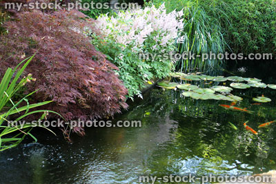 Stock image of landscaped koi pond in garden, koi carp, lily pads