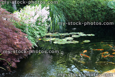 Stock image of landscaped koi pond in garden, koi carp, lily pads