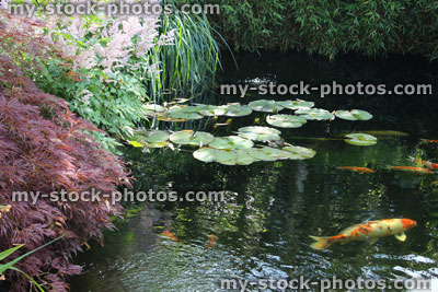 Stock image of landscaped koi pond in garden, koi carp, lily pads