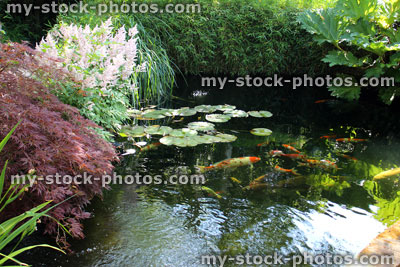 Stock image of landscaped koi pond in garden, koi carp, lily pads