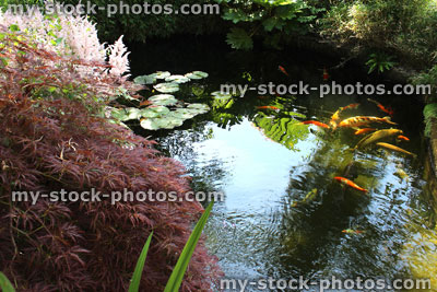 Stock image of landscaped koi pond in garden, koi carp, lily pads