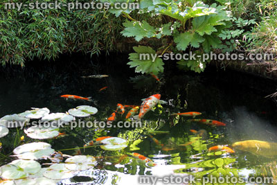 Stock image of landscaped koi pond in garden, koi carp, lily pads