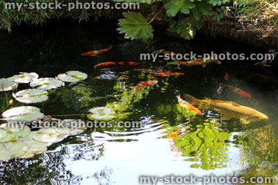 Stock image of landscaped koi pond in garden, koi carp, lily pads