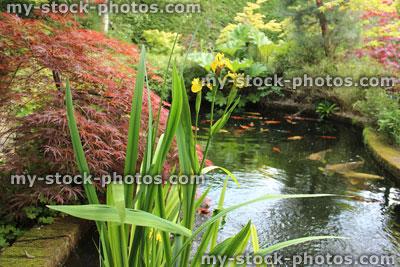 Stock image of beautiful pond in landscaped Japanese garden, koi carp