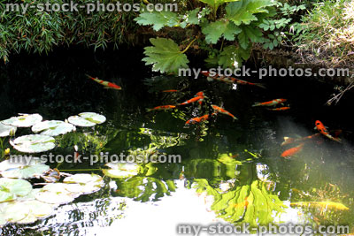 Stock image of landscaped koi pond in garden, koi carp, lily pads