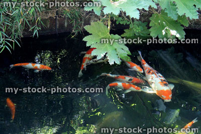 Stock image of landscaped koi pond in garden, koi carp, lily pads