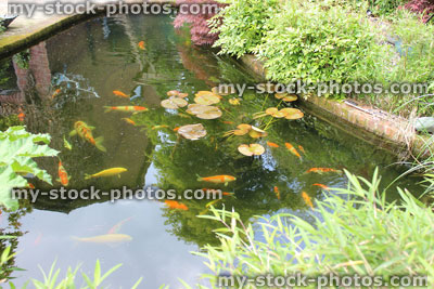 Stock image of raised pond with water lilies, astilbes, goldfish and koi carp