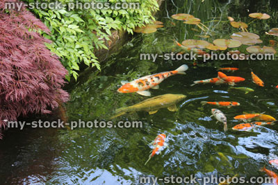 Stock image of large koi carp feeding in Japanese garden pond