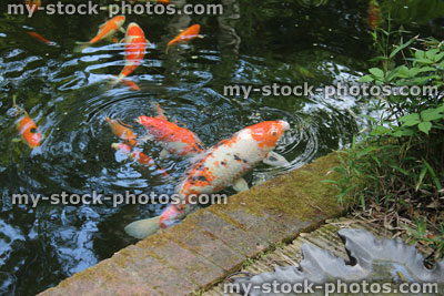 Stock image of large koi carp feeding in Japanese garden pond