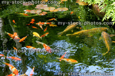 Stock image of large koi carp feeding in Japanese garden pond