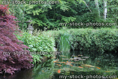 Stock image of landscaped pond in Japanese garden with koi carp