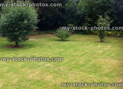 Stock image of patchy garden lawn, dying in dry summer, drought