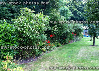 Stock image of back garden and lawn, flower bed, bamboo clumps