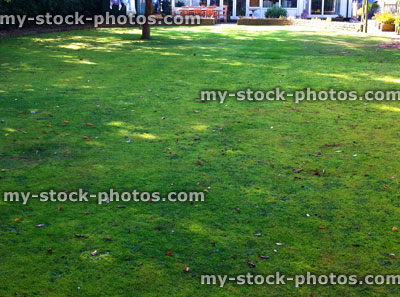 Stock image of shady lawn covered in moss (close up)