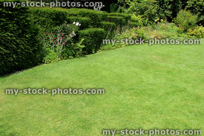 Stock image of green lawn, fine grass, yew hedge topiary, herbaceous border flowers