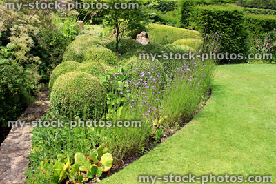 Stock image of garden flower border with purple verbena bonariensis flowers 