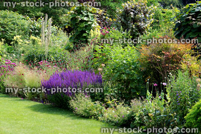 Stock image of herbaceous flower border, garden lawn, purple veronica flowers