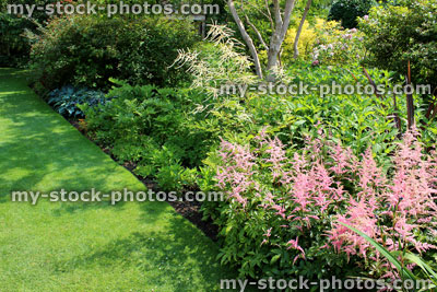 Stock image of shady flower border, clipped lawn edge, shade loving plants / flowers
