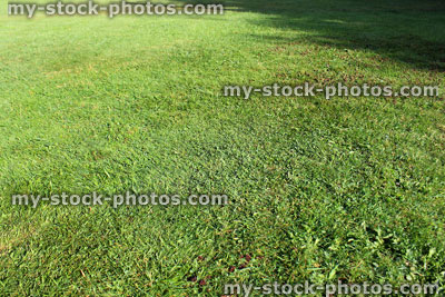 Stock image of shaded / shady fine lawn grass, freshly mown turf, lush green