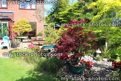 Stock image of Japanese maples (acer palmatum trees / acers) in garden pots
