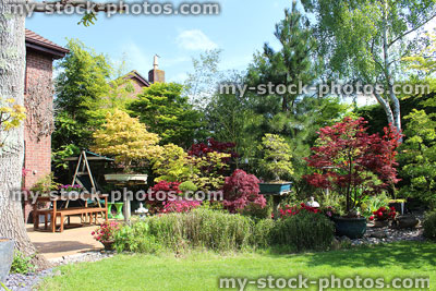 Stock image of back garden with green lawn, pygmy bamboo, maples, decking