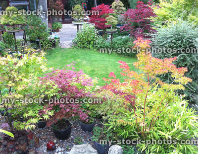 Stock image of bonsai trees in a domestic garden